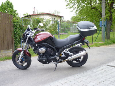 Bull 001.jpg
